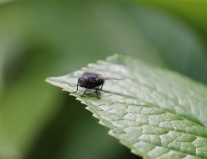 Leaf, Insect, Fly, Housefly, insect, one animal thumbnail