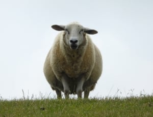 sheep standing on grass field thumbnail