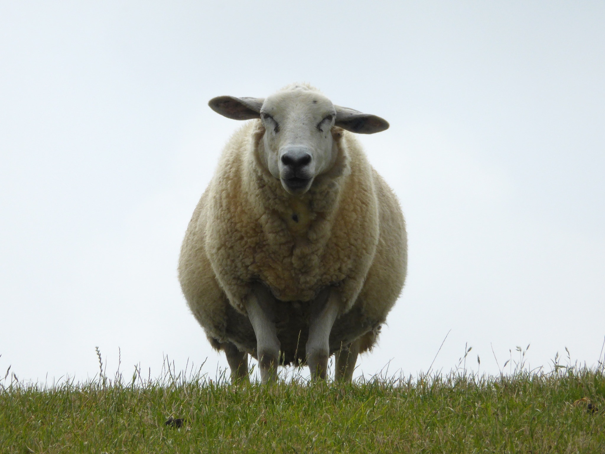 sheep standing on grass field