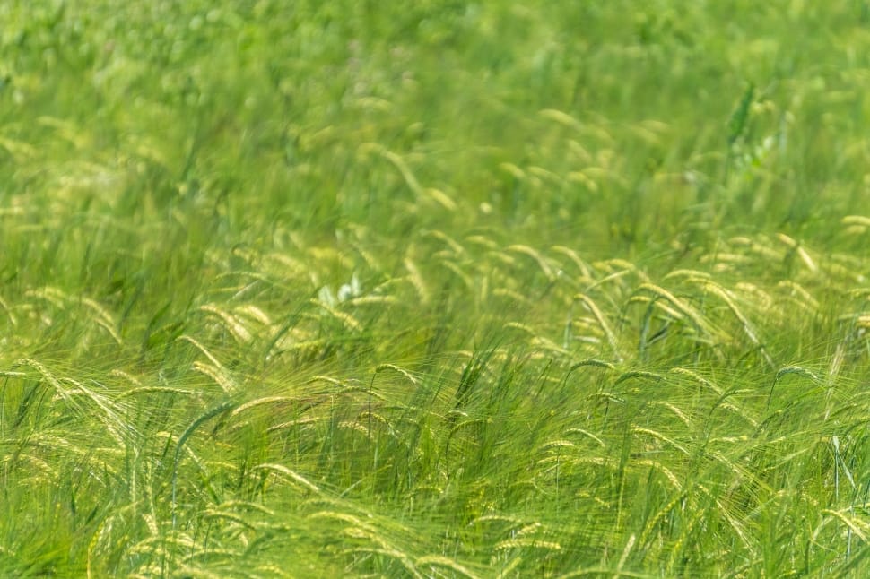 selective photography of green grass preview
