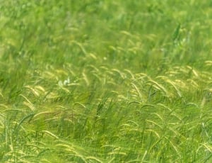 selective photography of green grass thumbnail