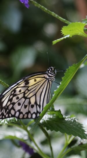 white and  black butterfly thumbnail