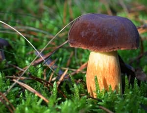 brown mushroom thumbnail