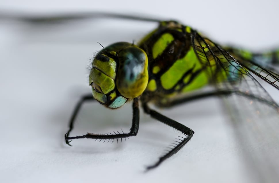 green and black dragonfly preview