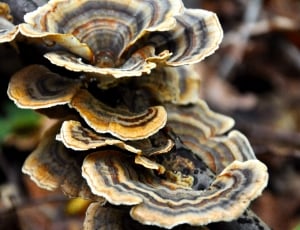 black and brown mushroom close up photo thumbnail