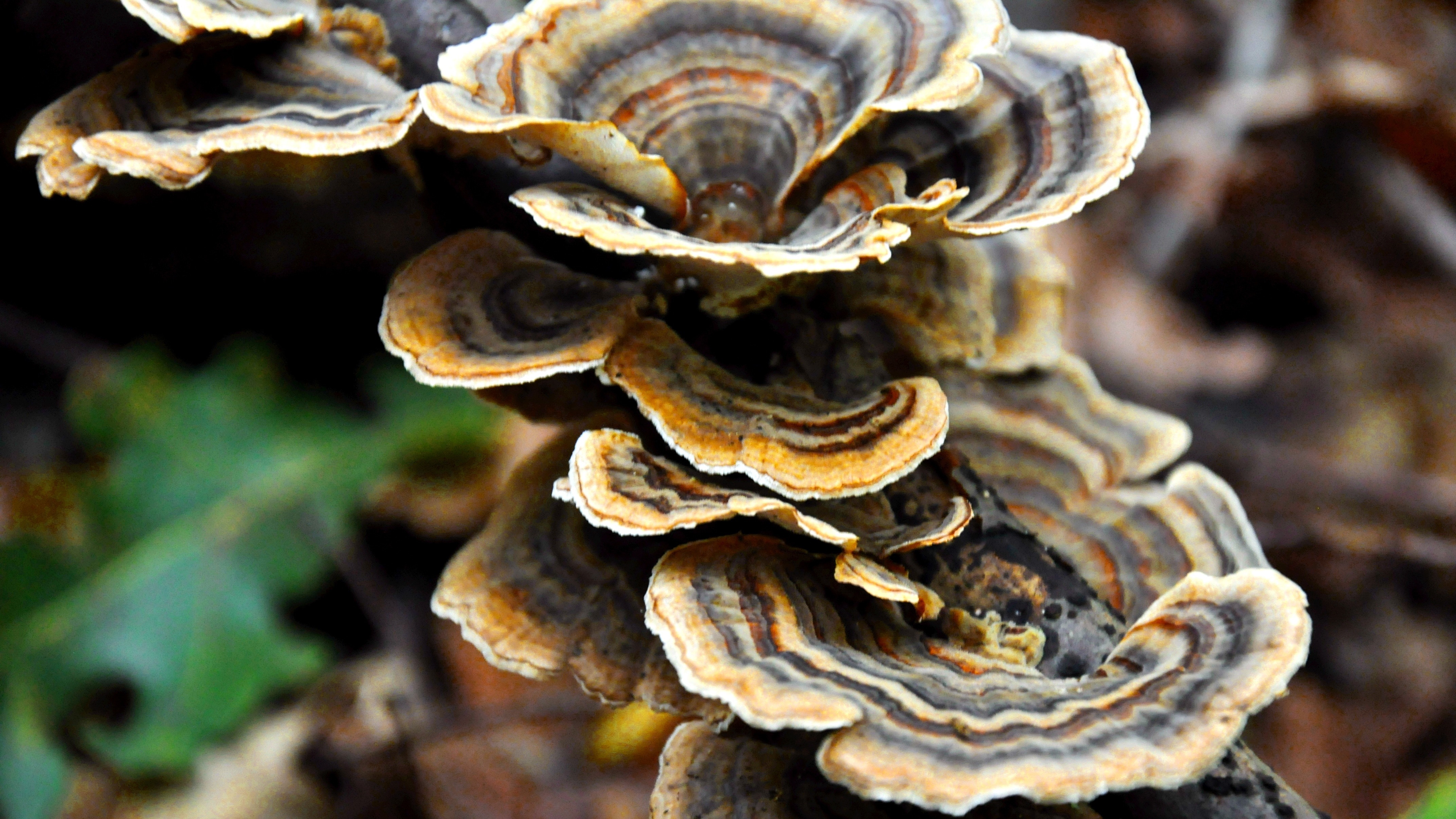 black and brown mushroom close up photo