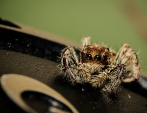 Macro, Natural, Bug, Spider, Web, Insect, spider, one animal thumbnail