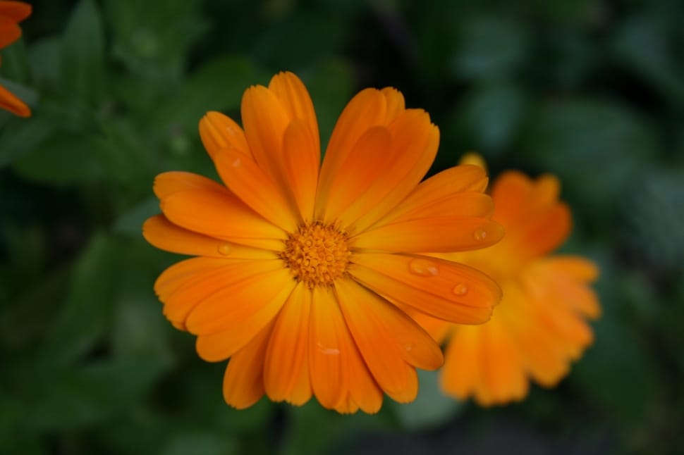 Orange, Marigold, Blossom, Bloom, Green, flower, orange color preview