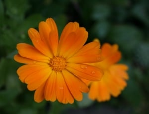 Orange, Marigold, Blossom, Bloom, Green, flower, orange color thumbnail