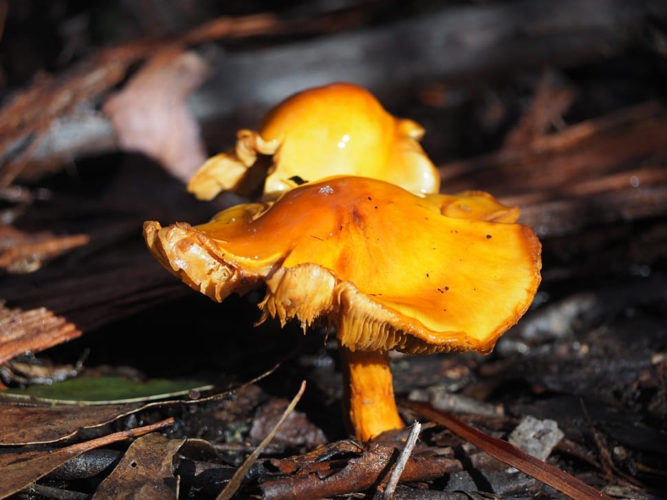 selective focus photography of two orange mushrooms on grey dirt preview