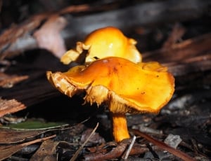 selective focus photography of two orange mushrooms on grey dirt thumbnail