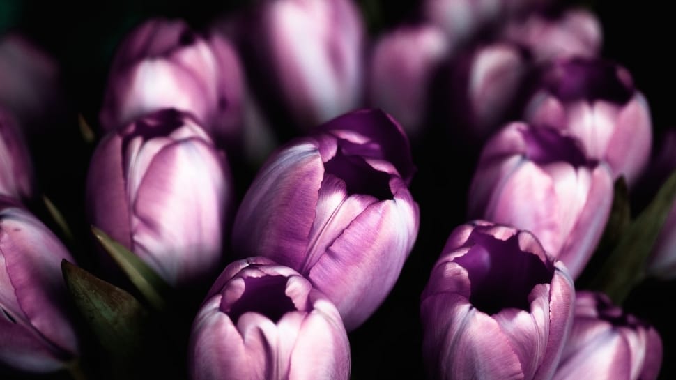 purple tulips preview