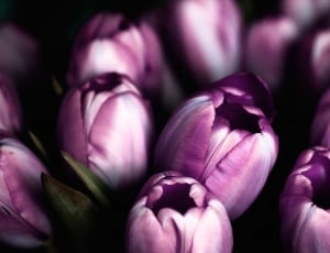 purple tulips thumbnail