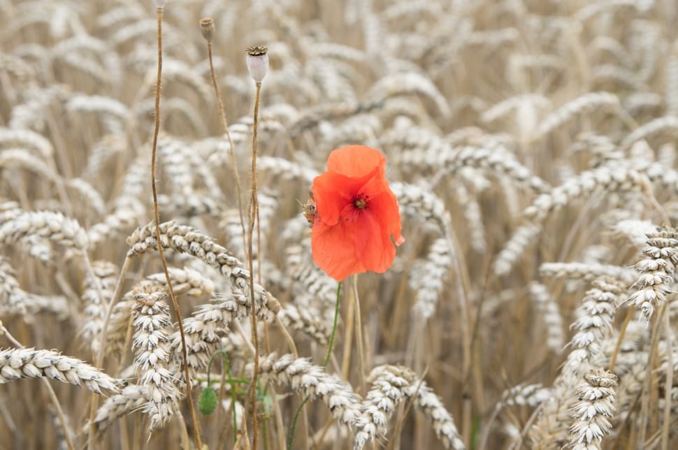 orange petal flower and wheat field preview
