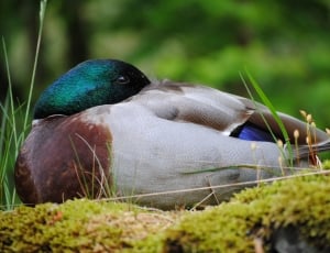 white, brown and green mallard duck thumbnail