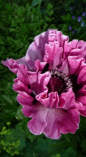 pink-and-black petaled flower thumbnail