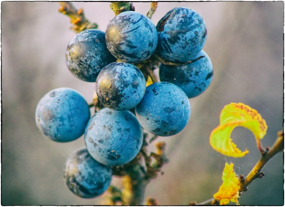 Fruits, Berries, Schlehe, Sloes, close-up, blue preview