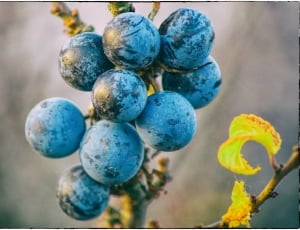 Fruits, Berries, Schlehe, Sloes, close-up, blue thumbnail