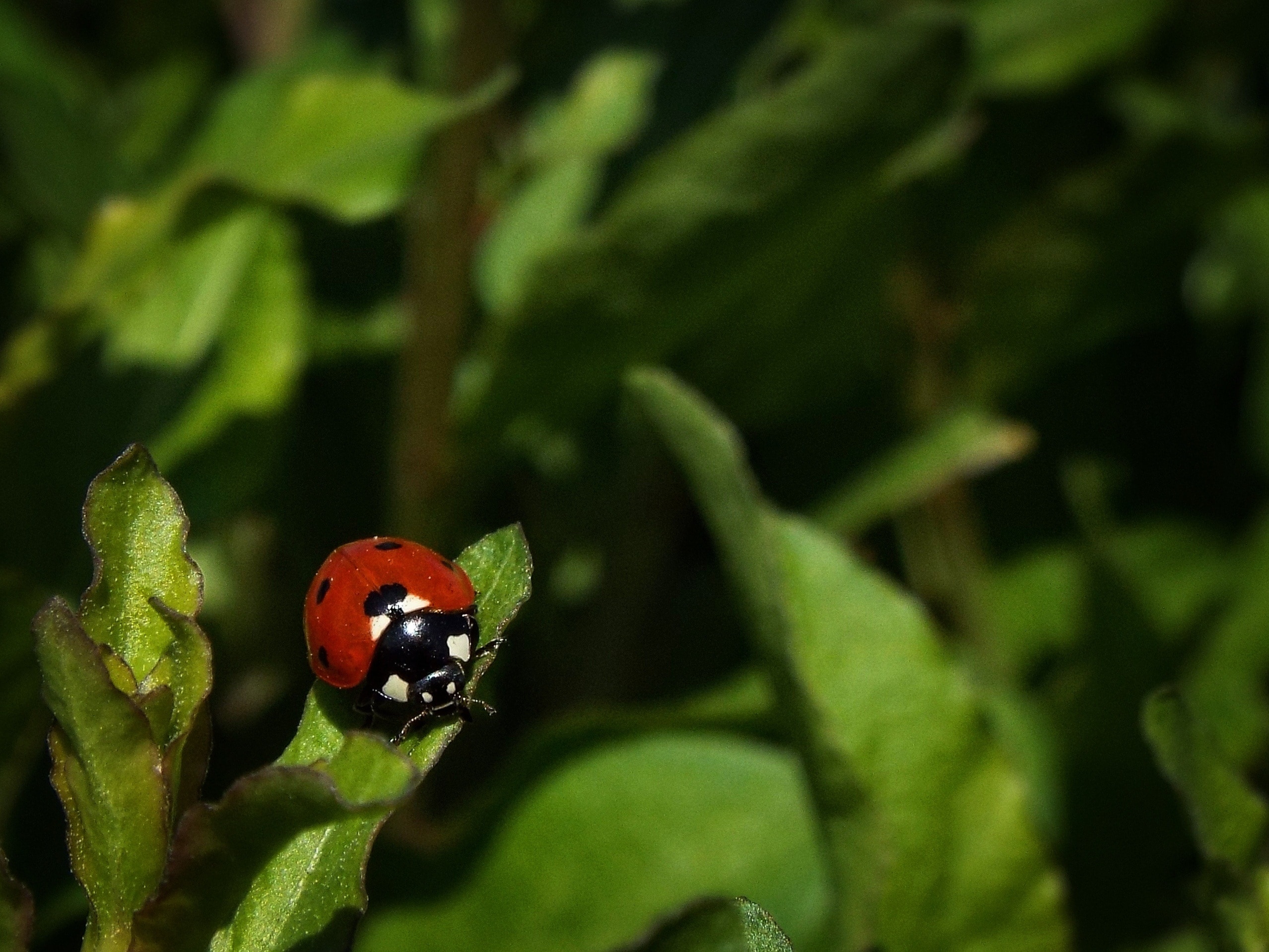 red and black ladybug