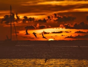 silhouette pelican in flight thumbnail