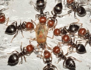black and red ants and brown beetle thumbnail