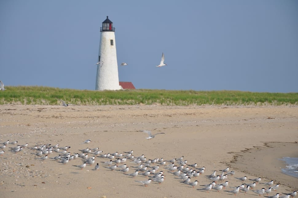 white lighthouse; green grass; flock of birds preview