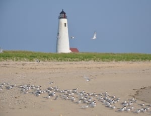 white lighthouse; green grass; flock of birds thumbnail