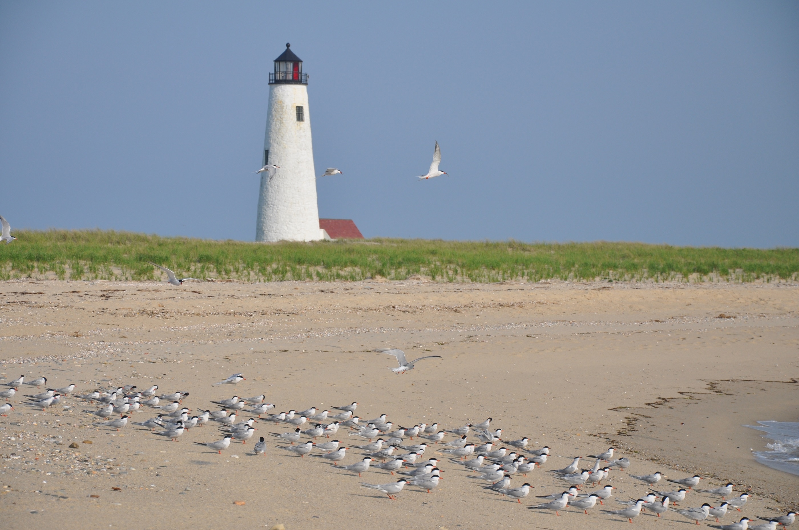 white lighthouse; green grass; flock of birds