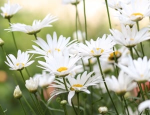 white and yellow daisy flowers thumbnail