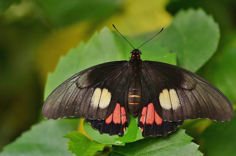 close up photography of red tailed black butterfly preview