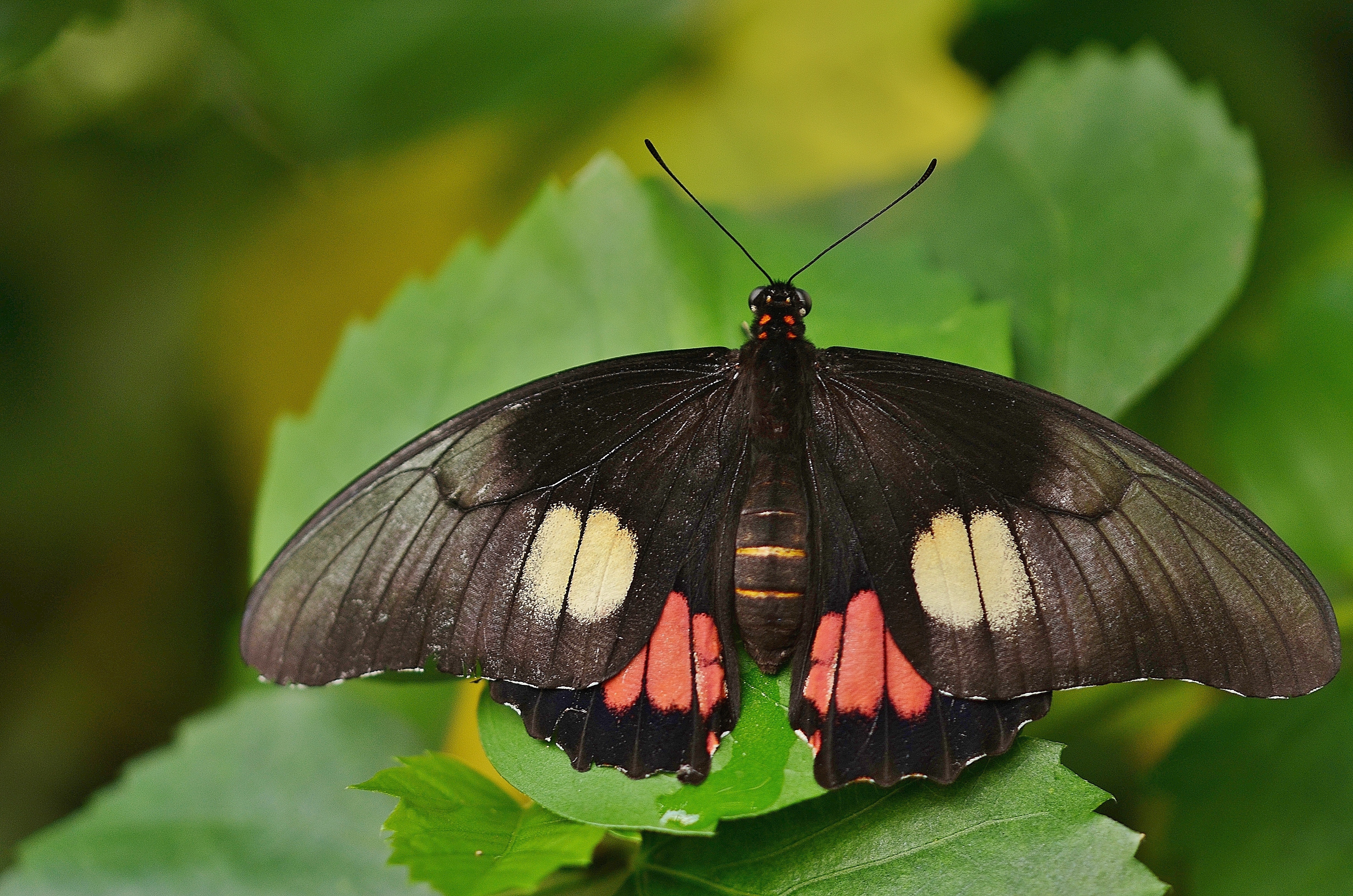close up photography of red tailed black butterfly