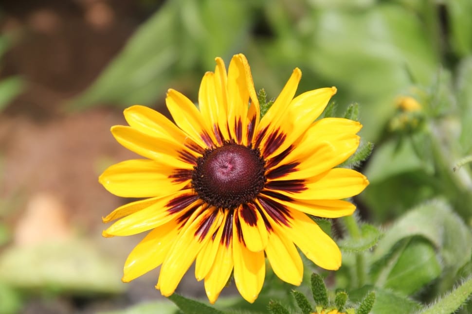 Yellow, Nature, Flower, Black-Eyed Susan, flower, fragility preview