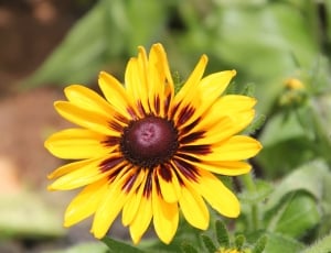 Yellow, Nature, Flower, Black-Eyed Susan, flower, fragility thumbnail