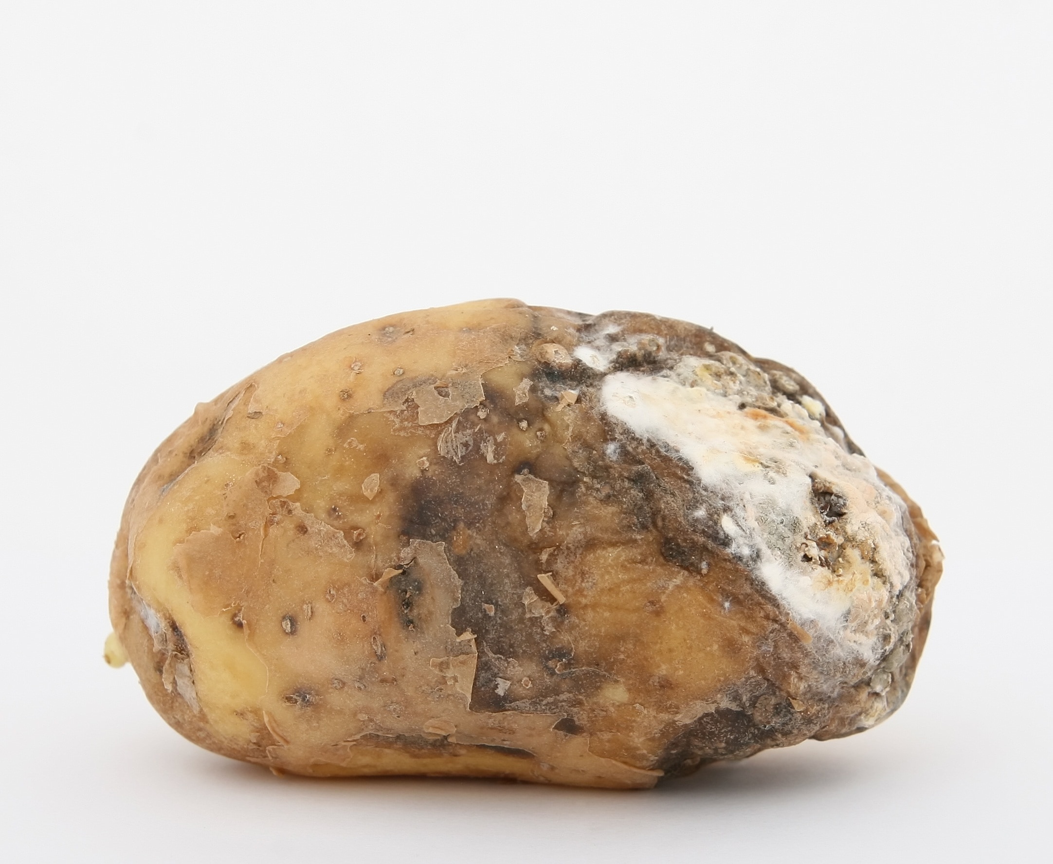 potato vegetable
