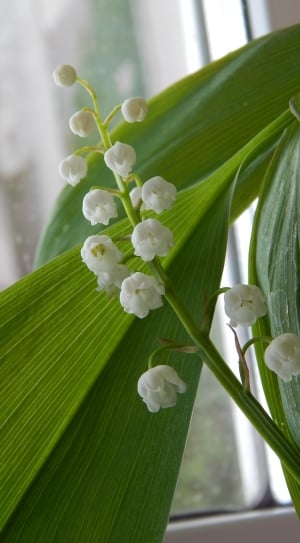 White Flowers, Lily Of The Valley, leaf, growth thumbnail