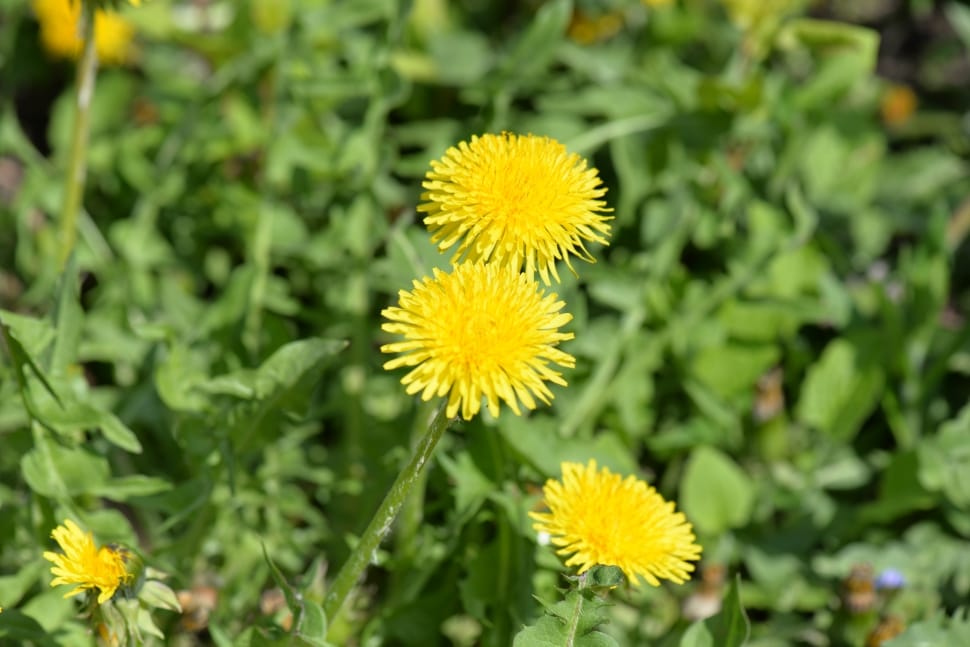 yellow dandelions preview
