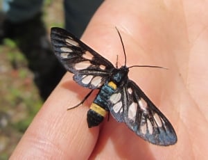 black and yellow moth thumbnail