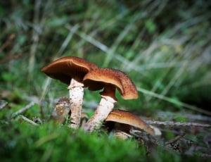 two red mushrooms thumbnail