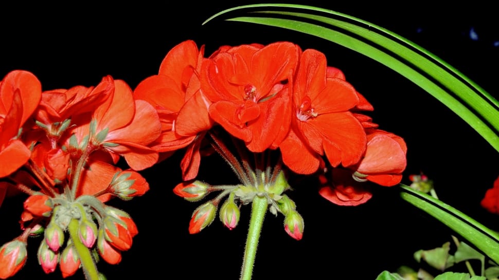 red flower plant preview