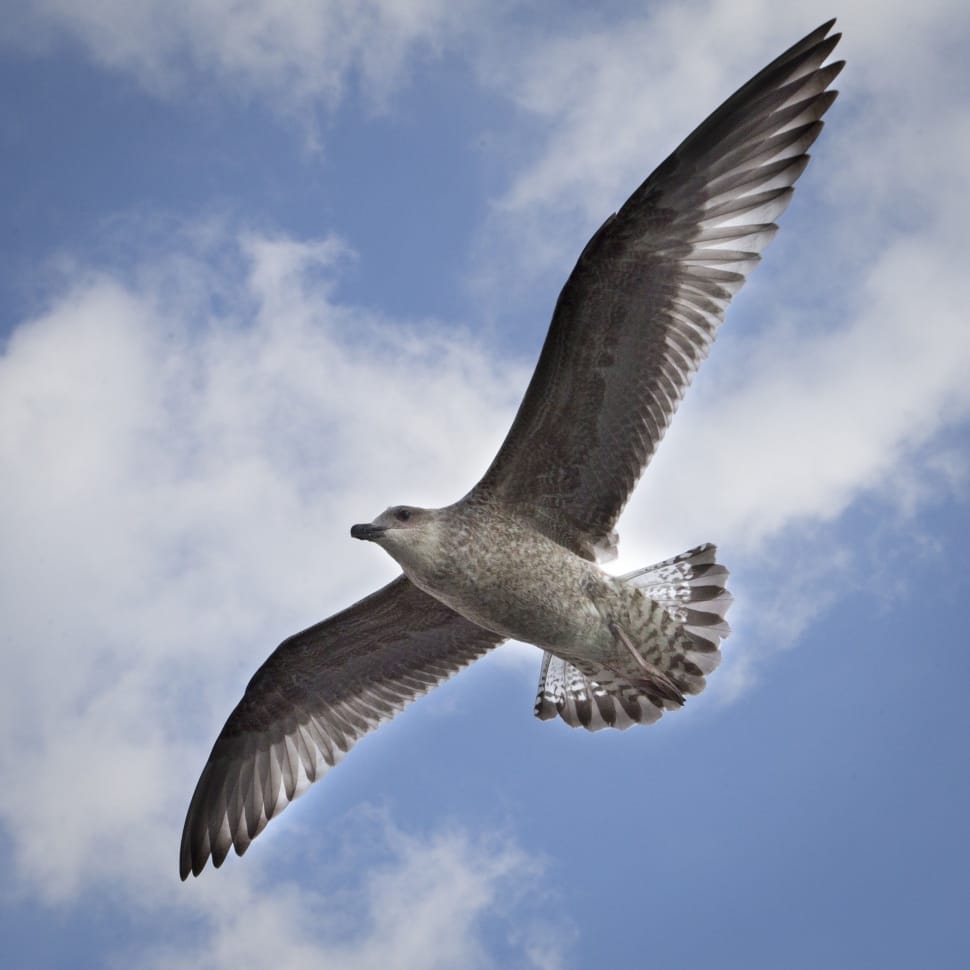 worm's eyeview of white and gray bird during daytime preview