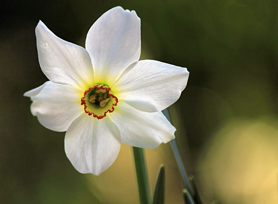 white daffodil in bloom during daytime preview