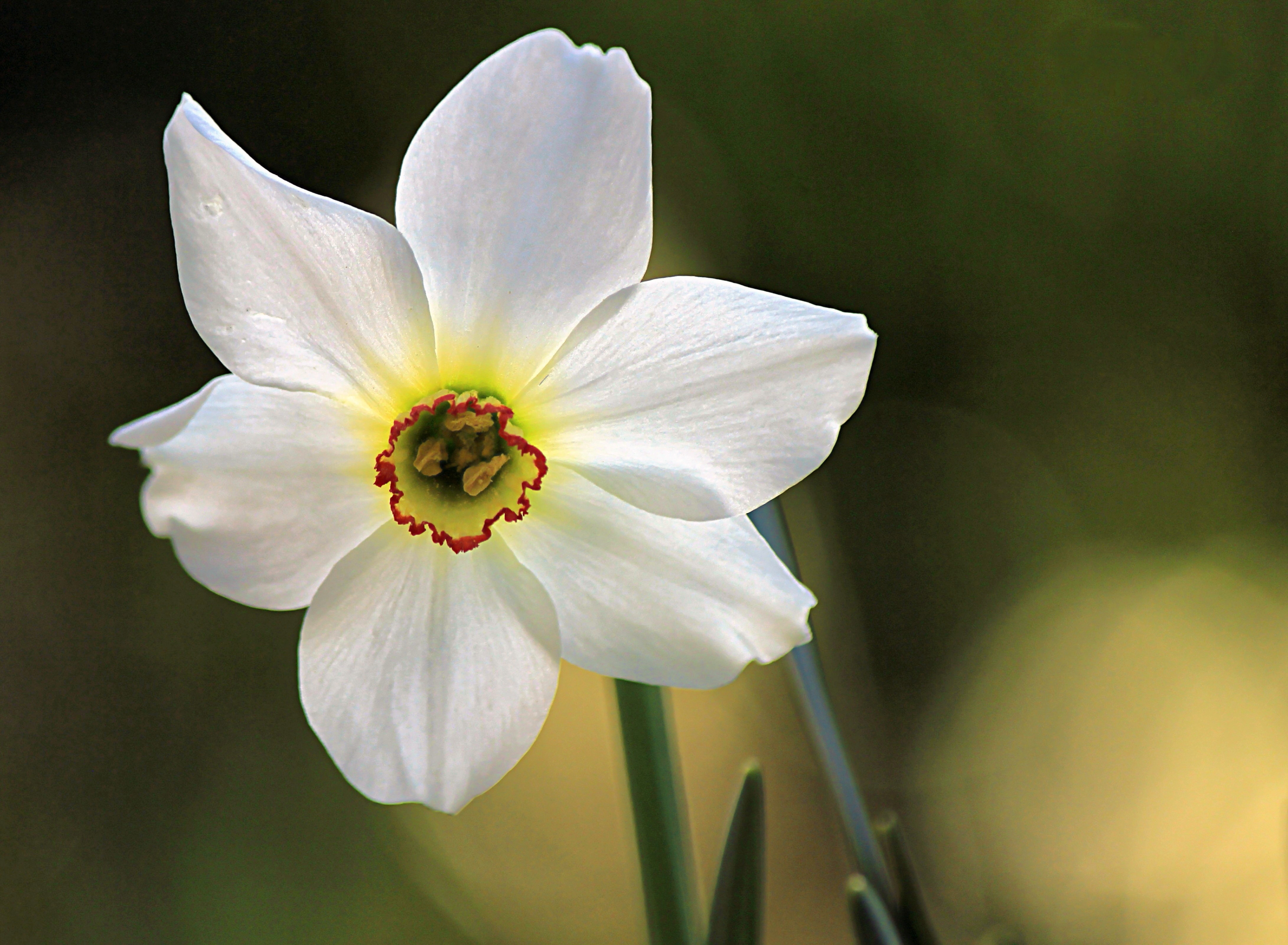 white daffodil in bloom during daytime