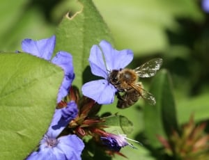 Plant, Blossom, Bloom, Flower, Bee, flower, insect thumbnail