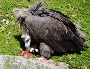 brown and black vulture thumbnail