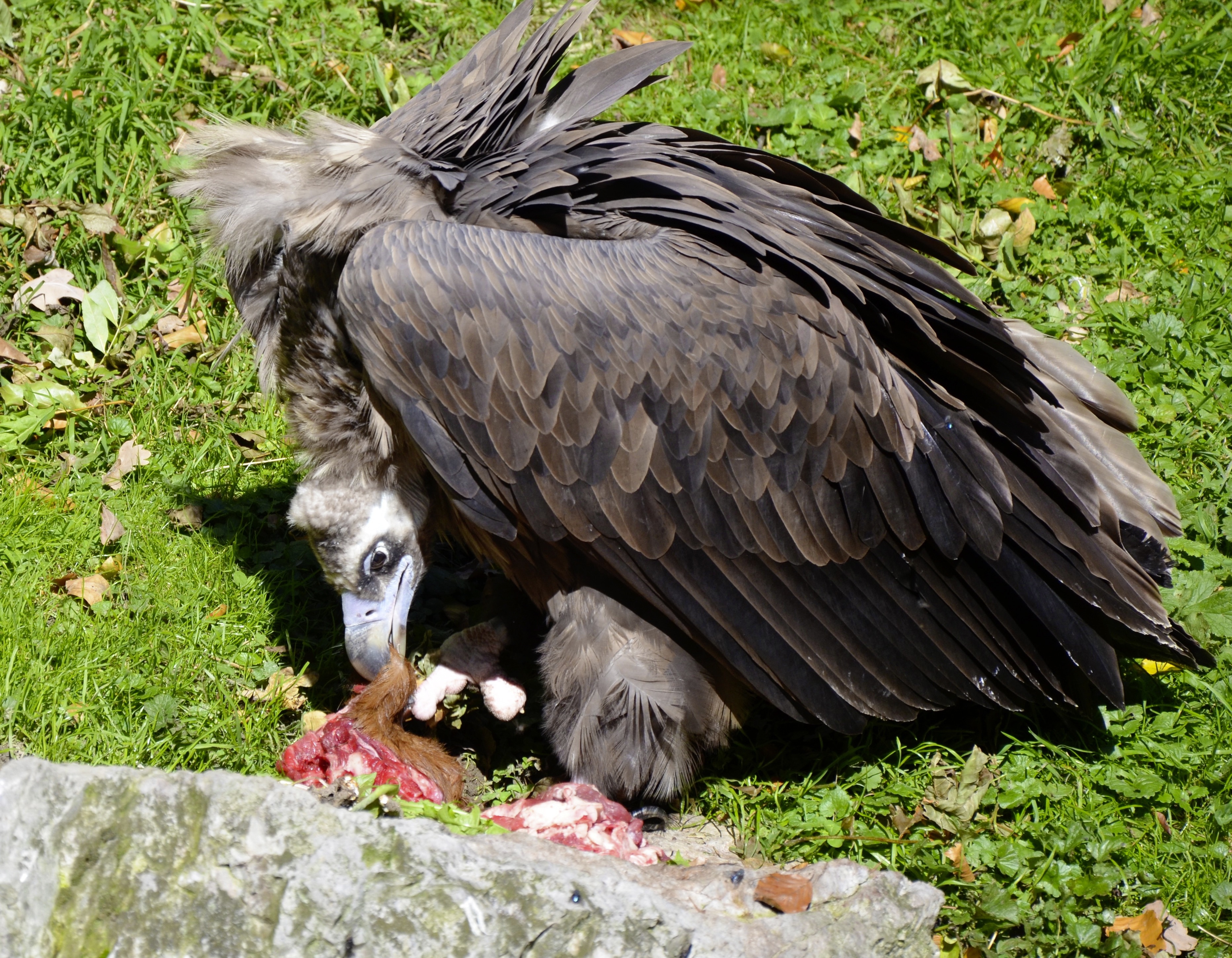 brown and black vulture