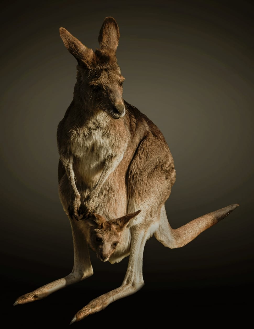 brown and gray kangaroo and joey preview