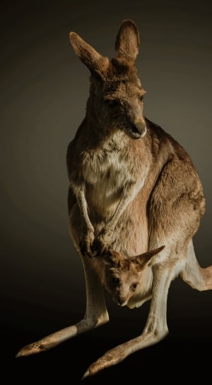 brown and gray kangaroo and joey thumbnail