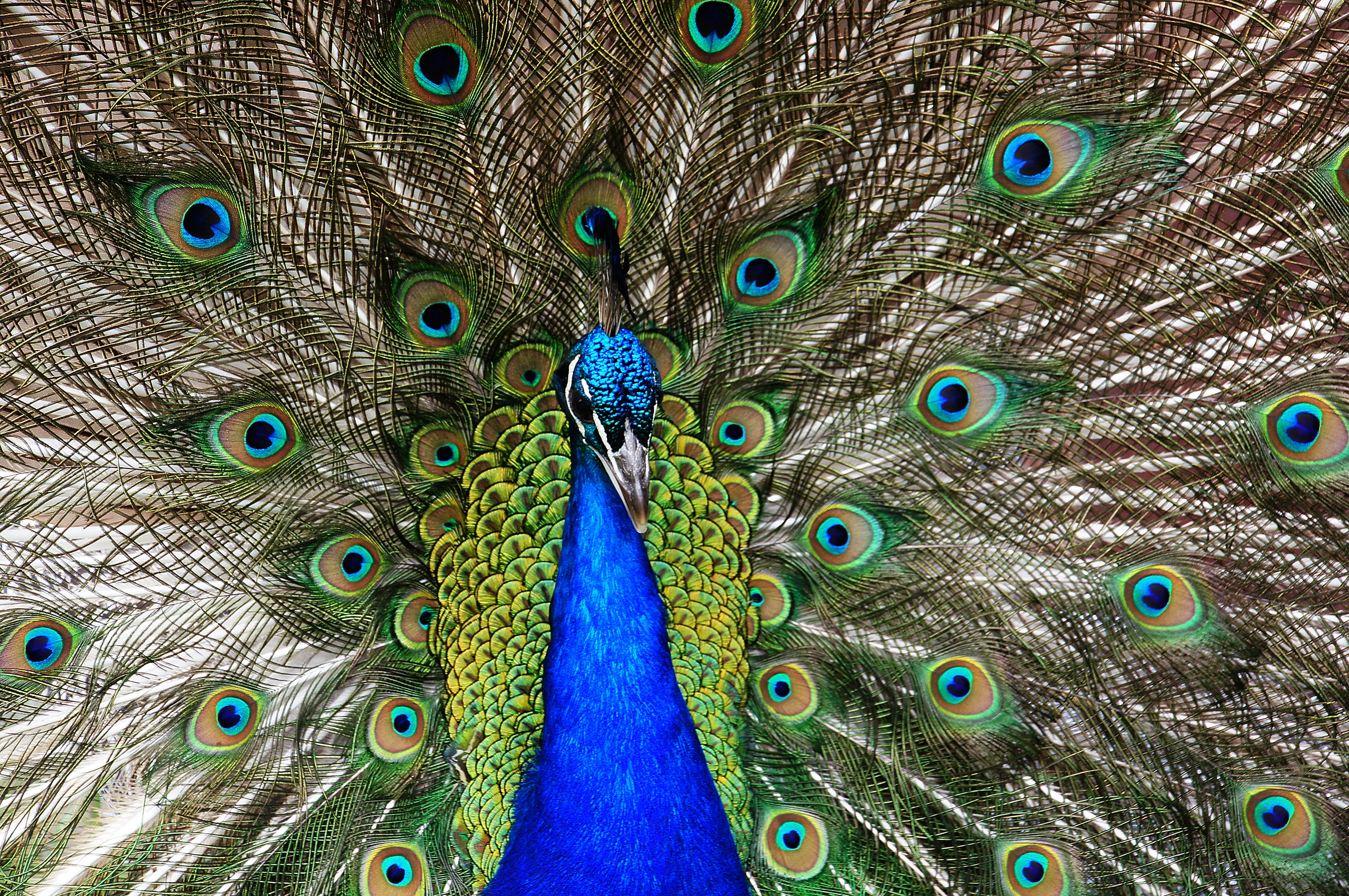 blue Peacock