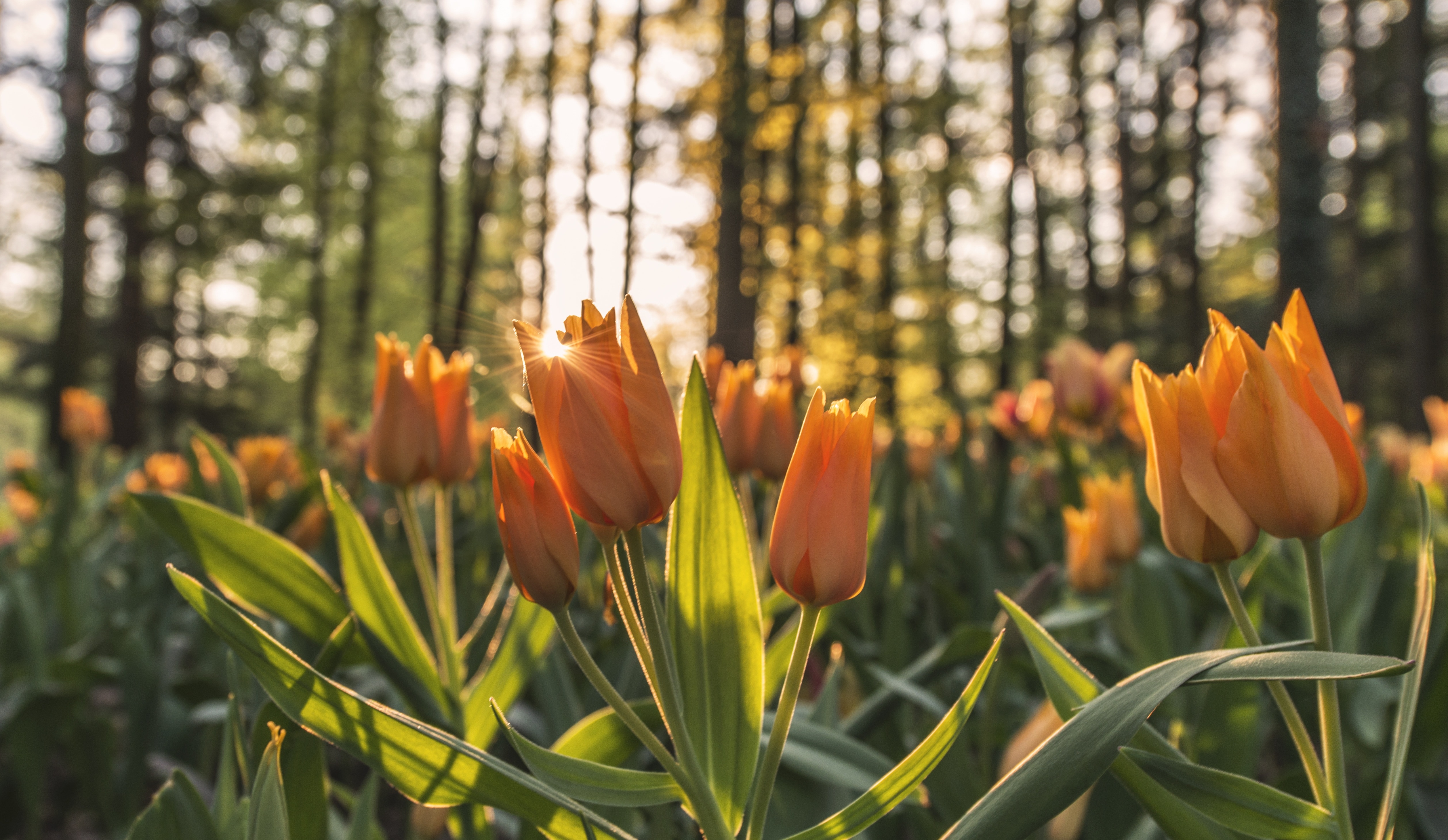 orange tulips flowers lot