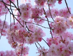 Pink, Flowers, Japanese Cherry Trees, flower, blossom thumbnail